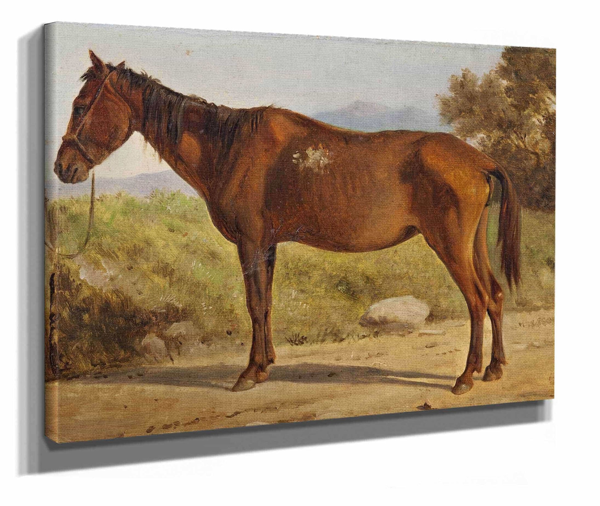 Rosinante Study Of An Old Standing Horse by Wilhelm Marstrand