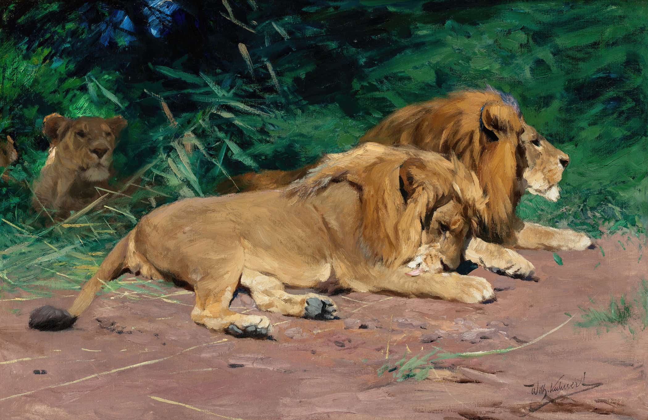Ruhende Lowen Lions At Rest by Wilhelm Kuhnert