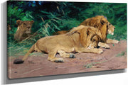 Ruhende Lowen Lions At Rest by Wilhelm Kuhnert
