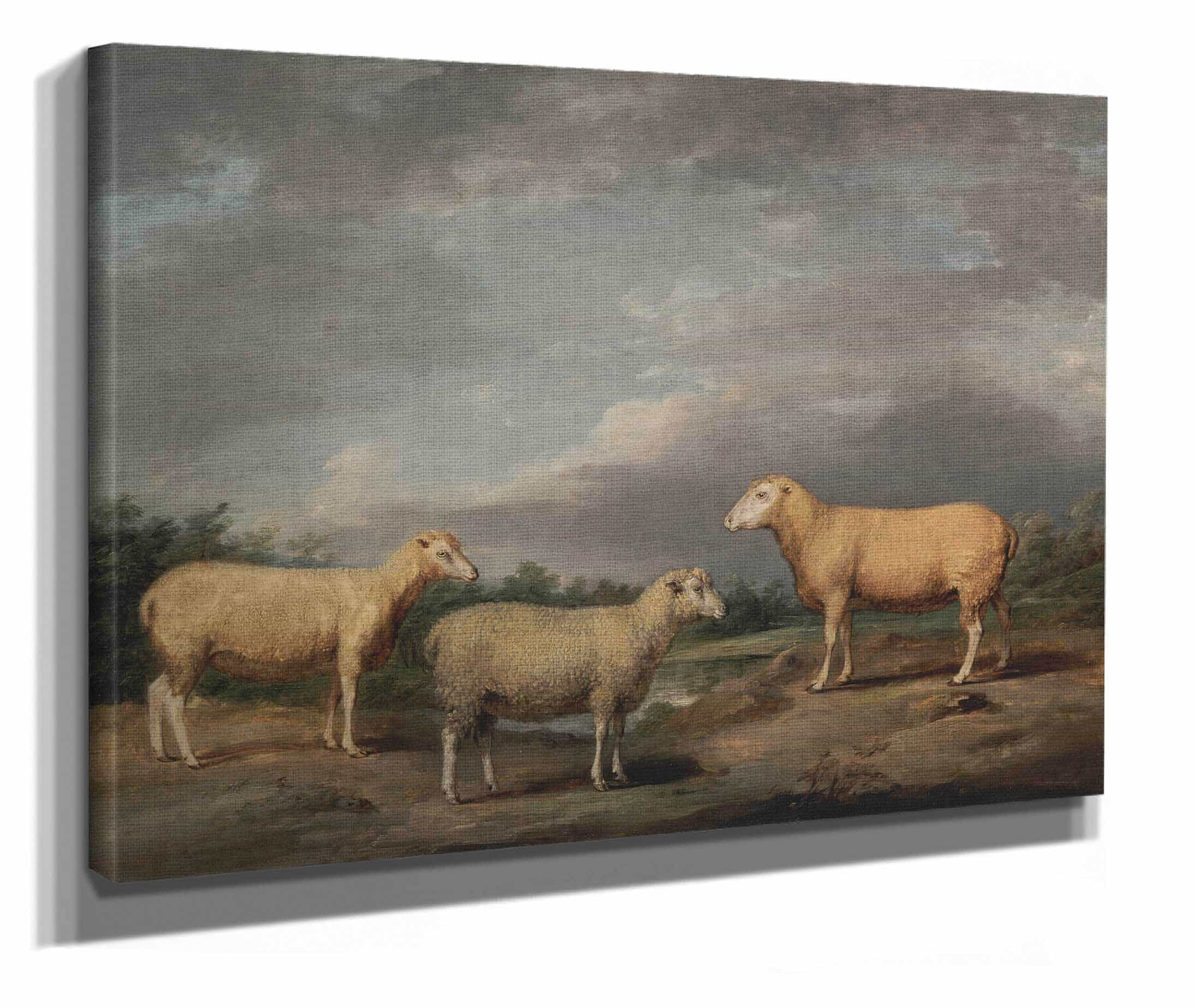 Ryelands Sheep The Kings Ram The Kings Ewe And Lord Somervilles Wether by James Ward