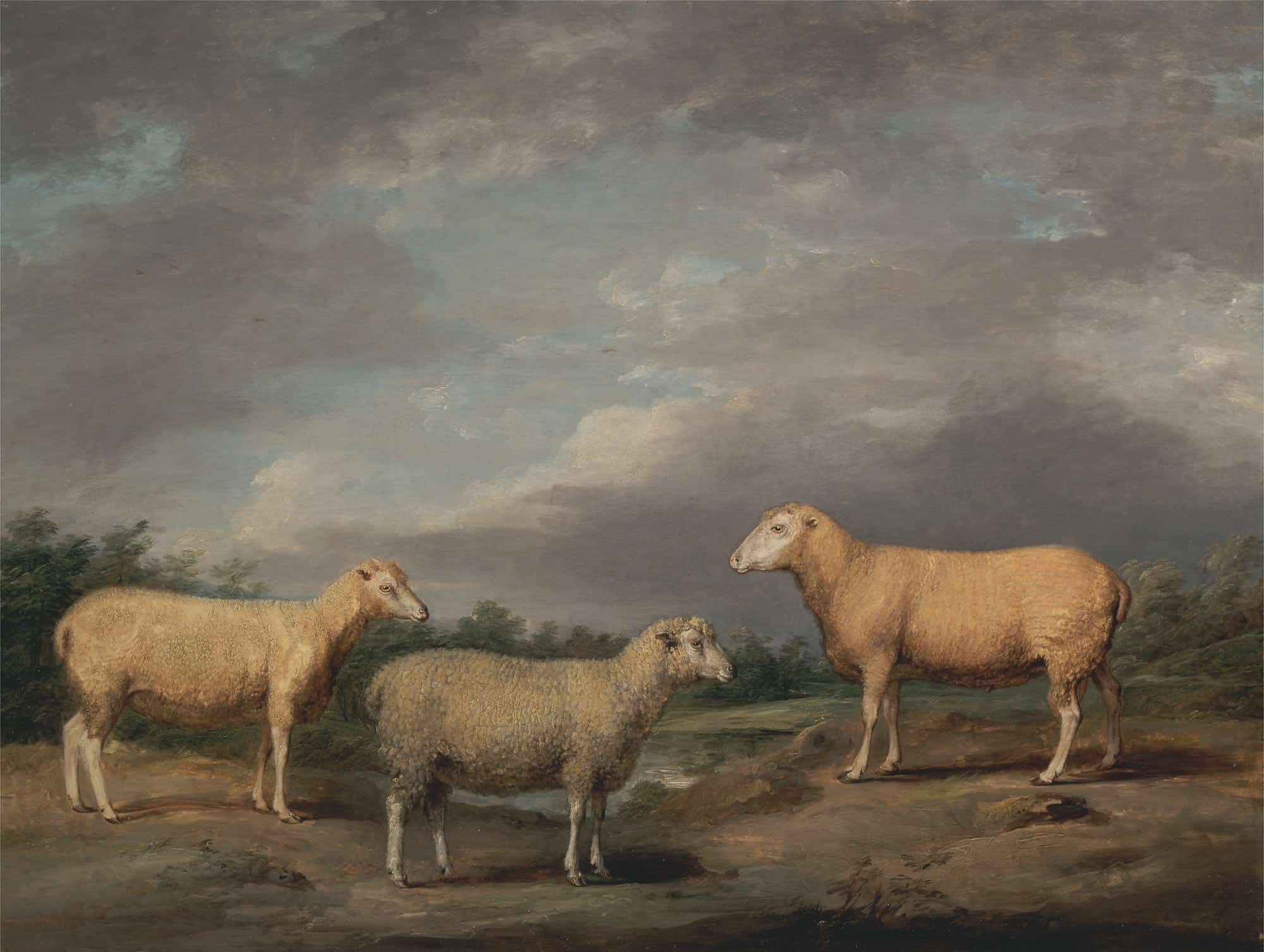 Ryelands Sheep The Kings Ram The Kings Ewe And Lord Somervilles Wether by James Ward
