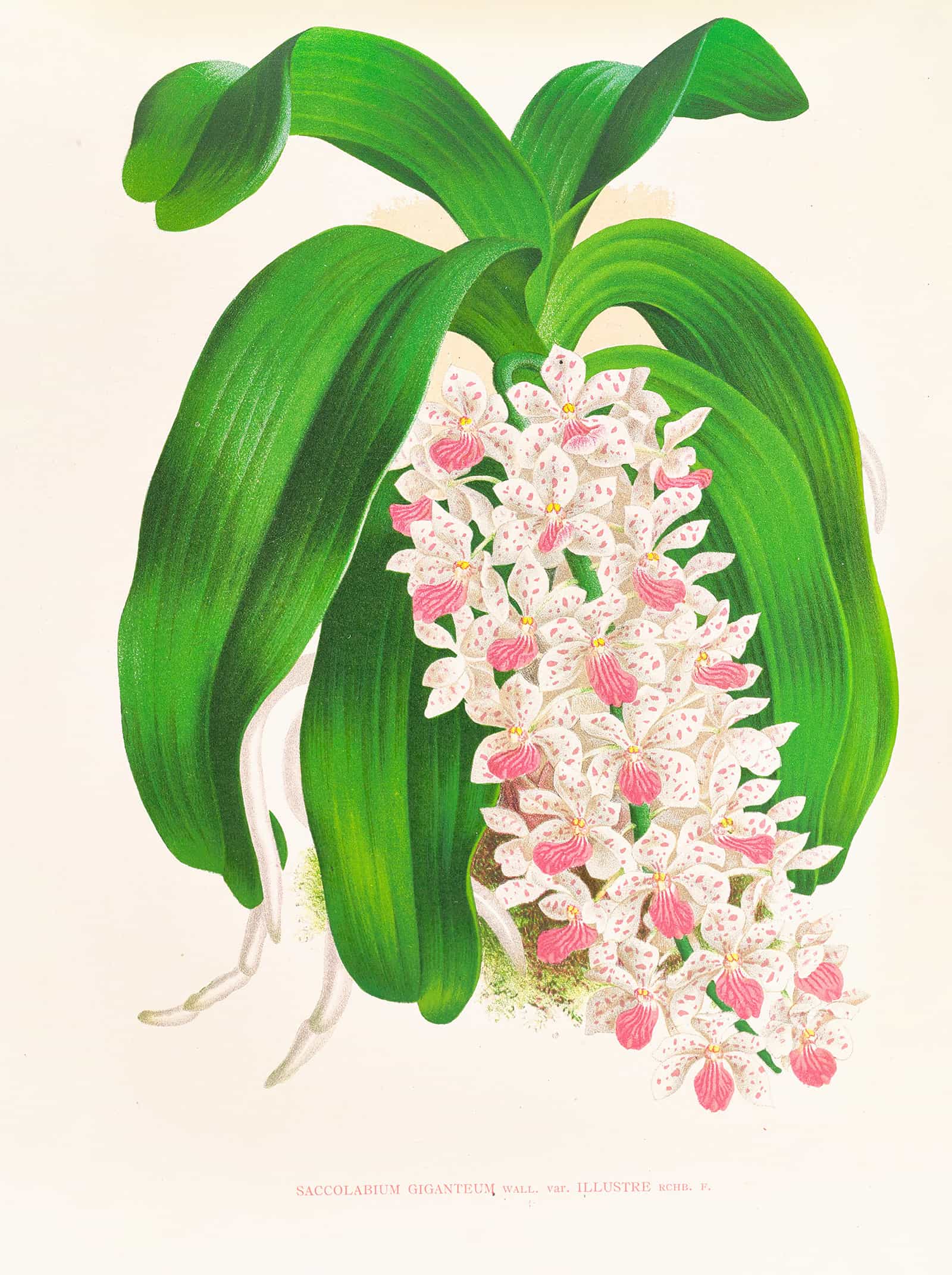 Saccolabium Giganteum Var Illustre by Jean Jules Linden