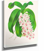 Saccolabium Giganteum Var Illustre by Jean Jules Linden