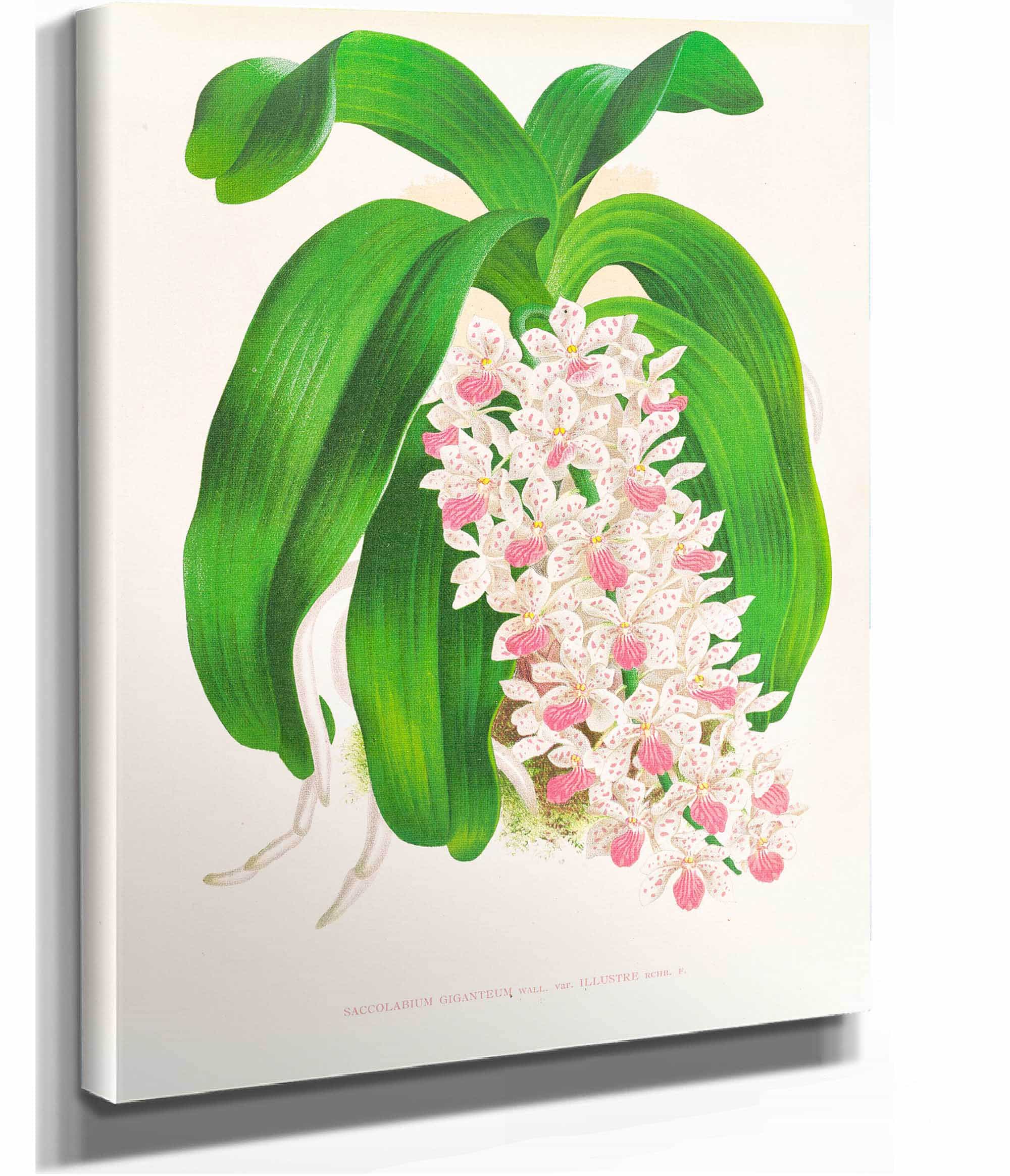 Saccolabium Giganteum Var Illustre by Jean Jules Linden
