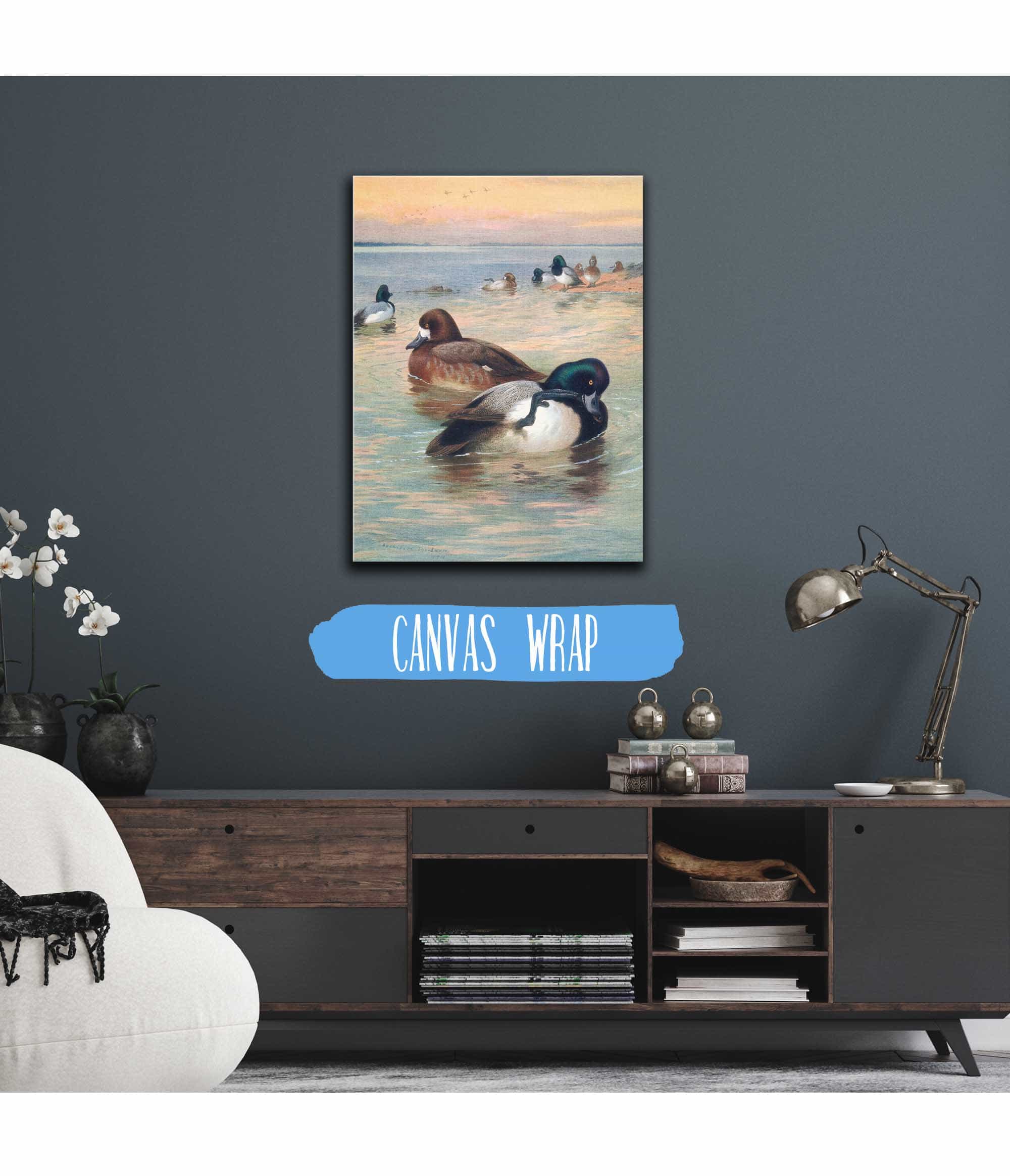 Scaup Duck by Archibald Thorburn