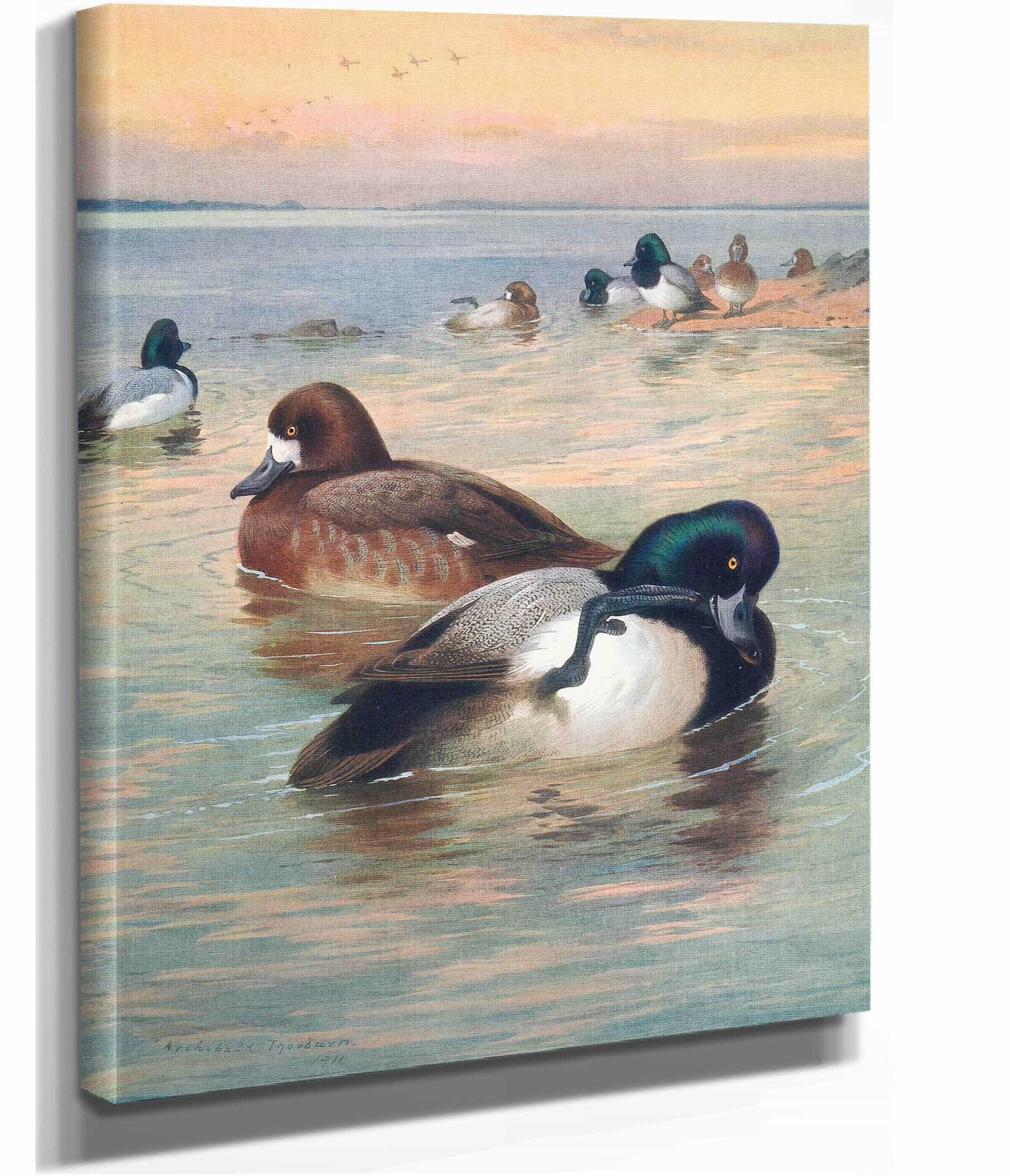 Scaup Duck by Archibald Thorburn