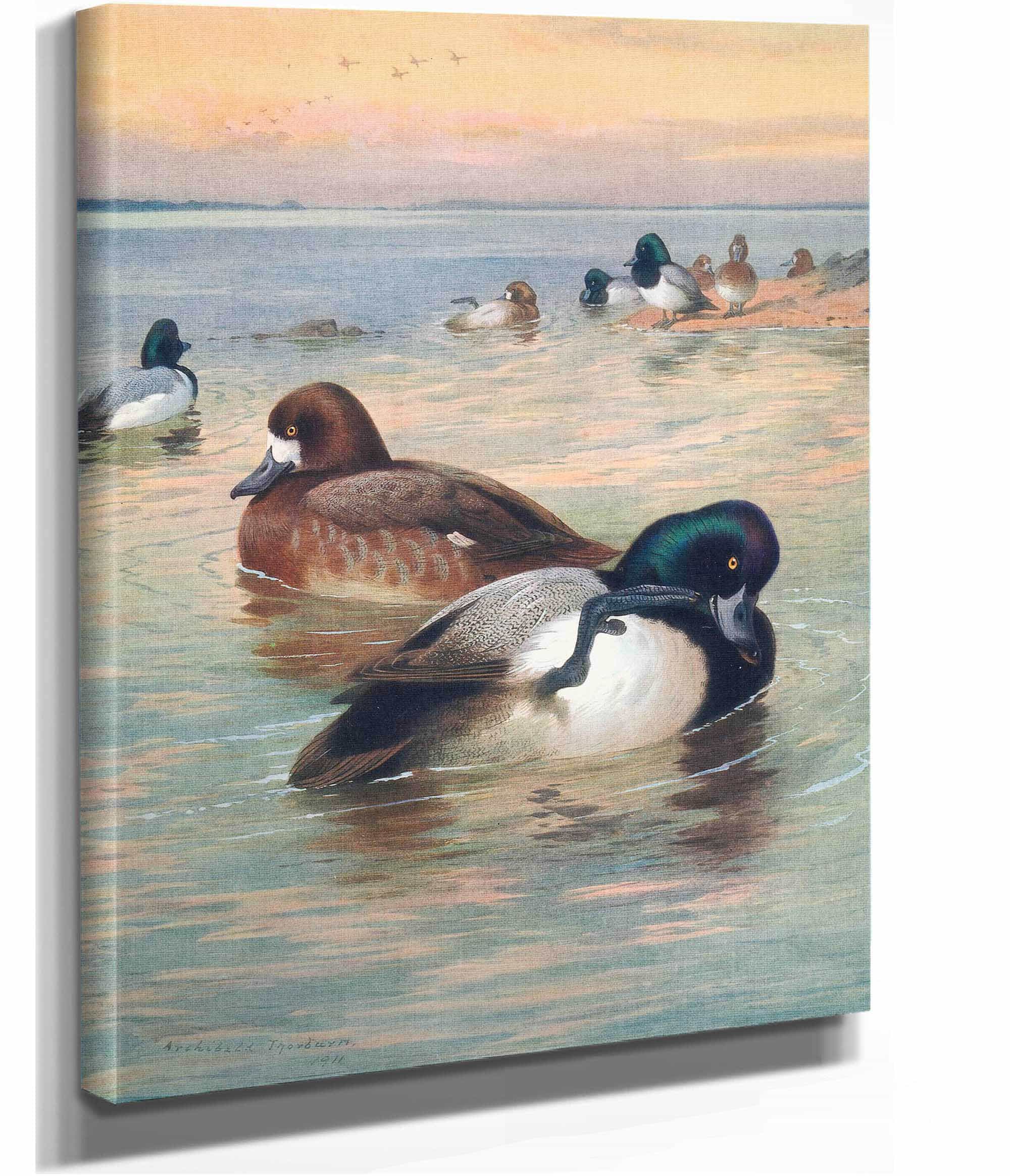 Scaup Duck by Archibald Thorburn