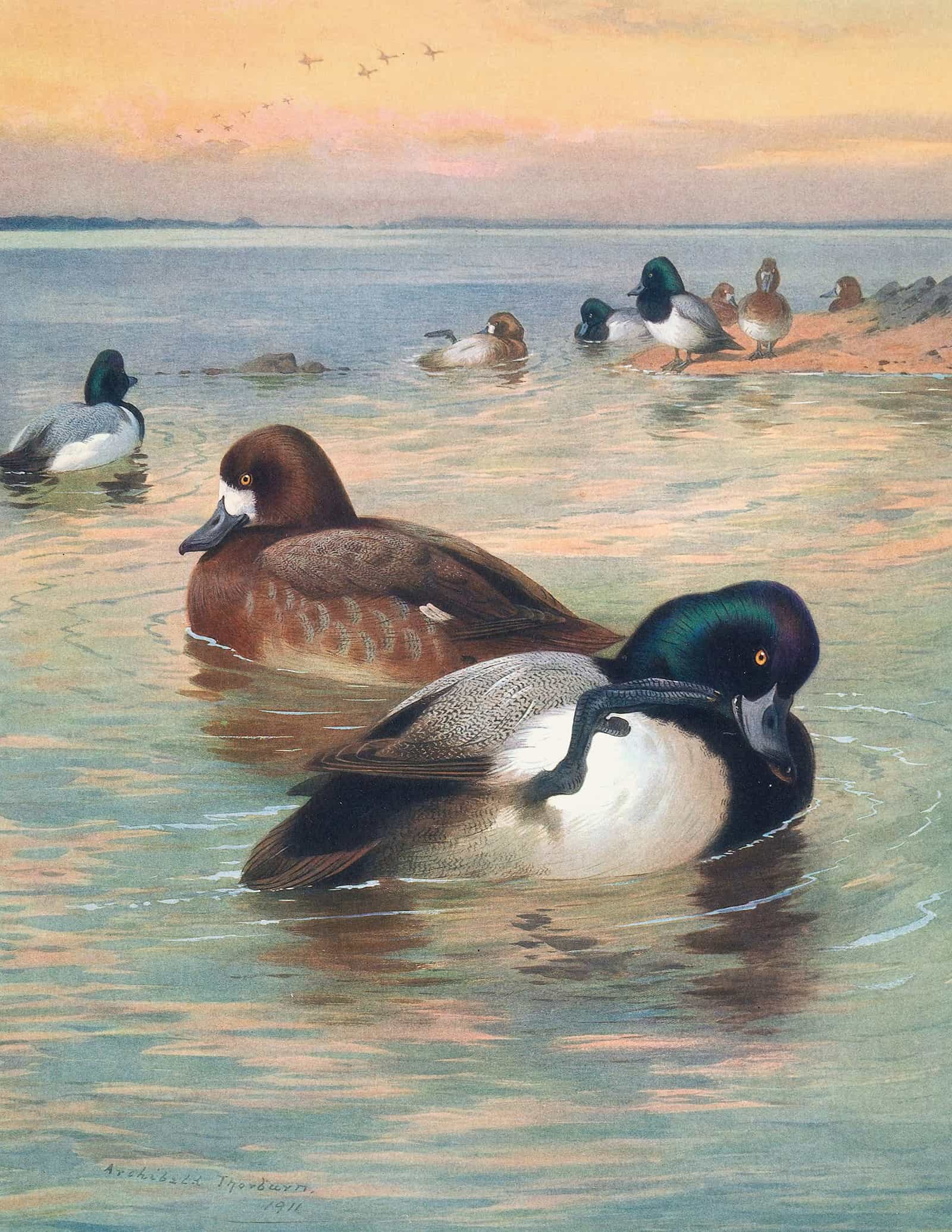 Scaup Duck by Archibald Thorburn