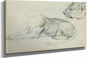 Seated Lion Head Of Lioness  by Theodore Gericault