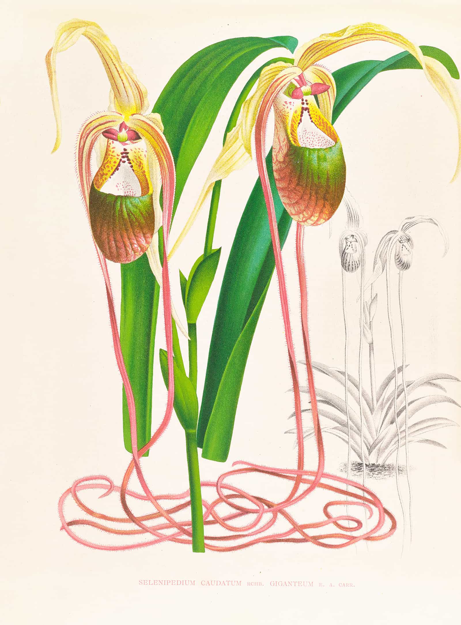 Selenipedium Caudatum by Jean Jules Linden