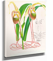Selenipedium Caudatum by Jean Jules Linden