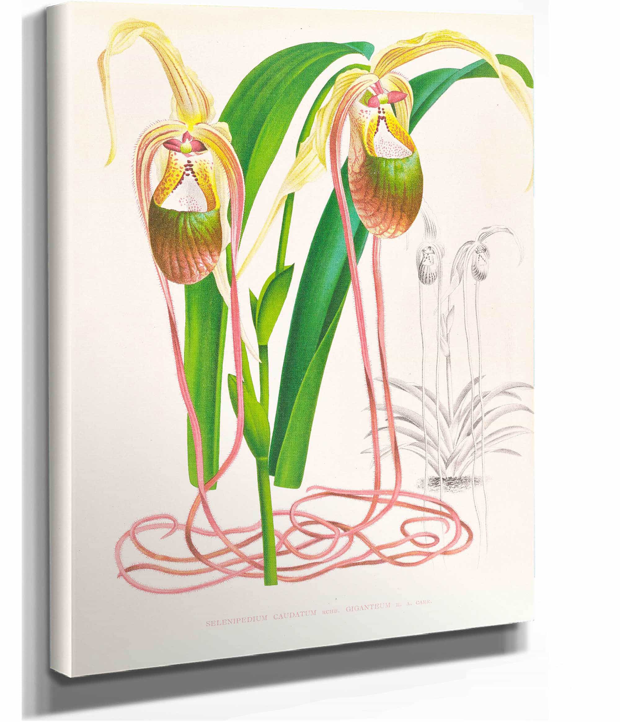 Selenipedium Caudatum by Jean Jules Linden
