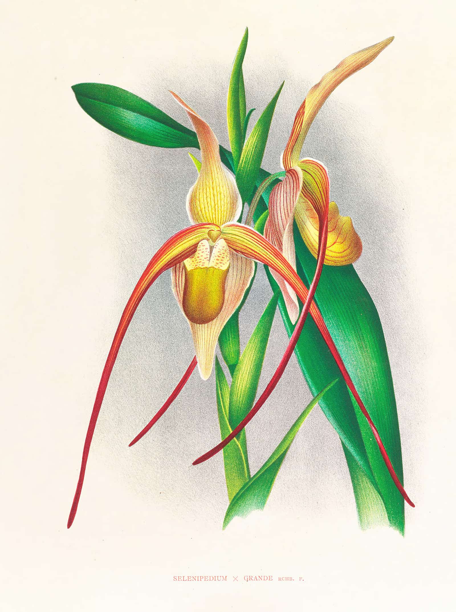 Selenipedium Grande by Jean Jules Linden