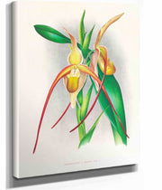 Selenipedium Grande by Jean Jules Linden