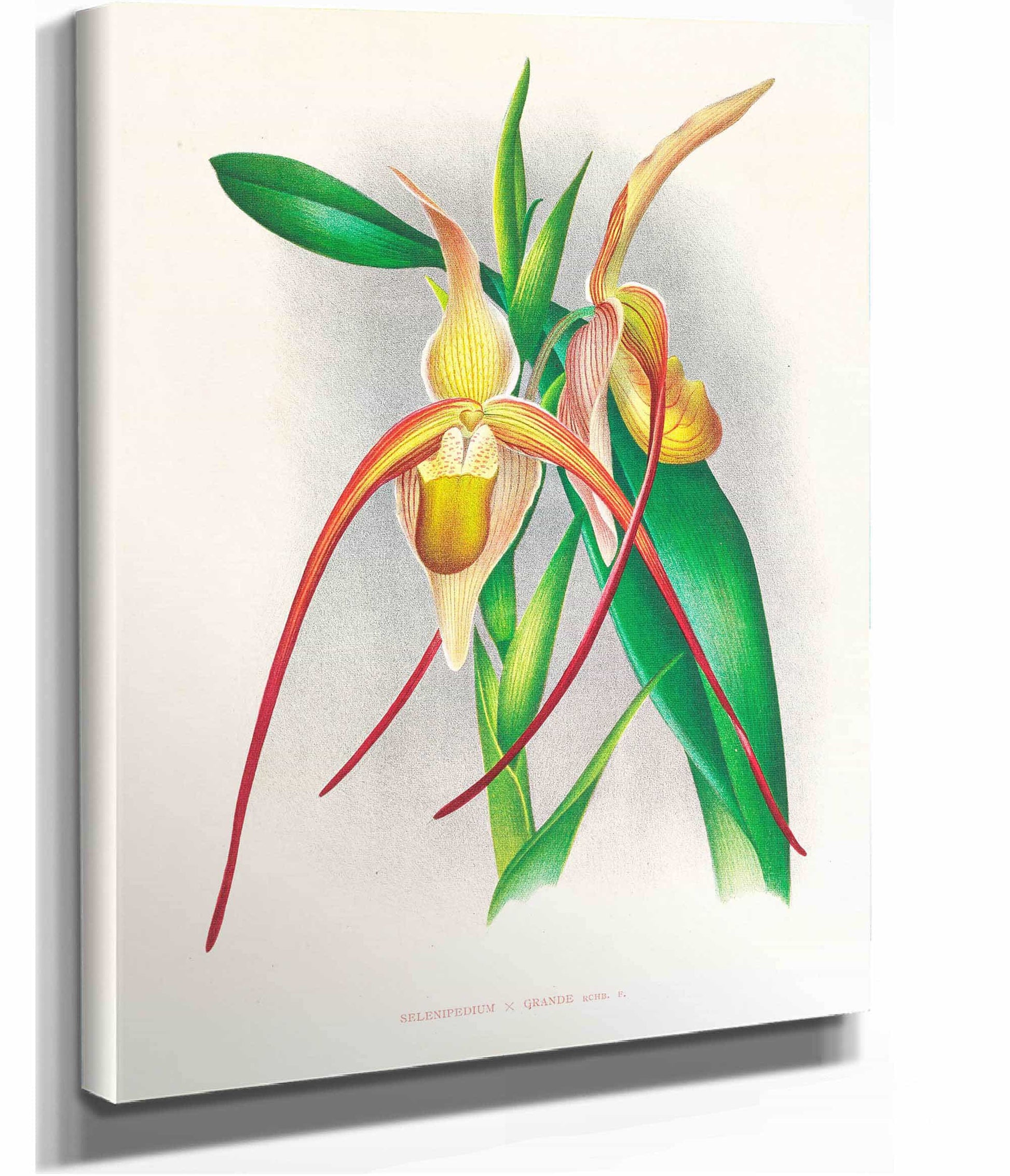 Selenipedium Grande by Jean Jules Linden
