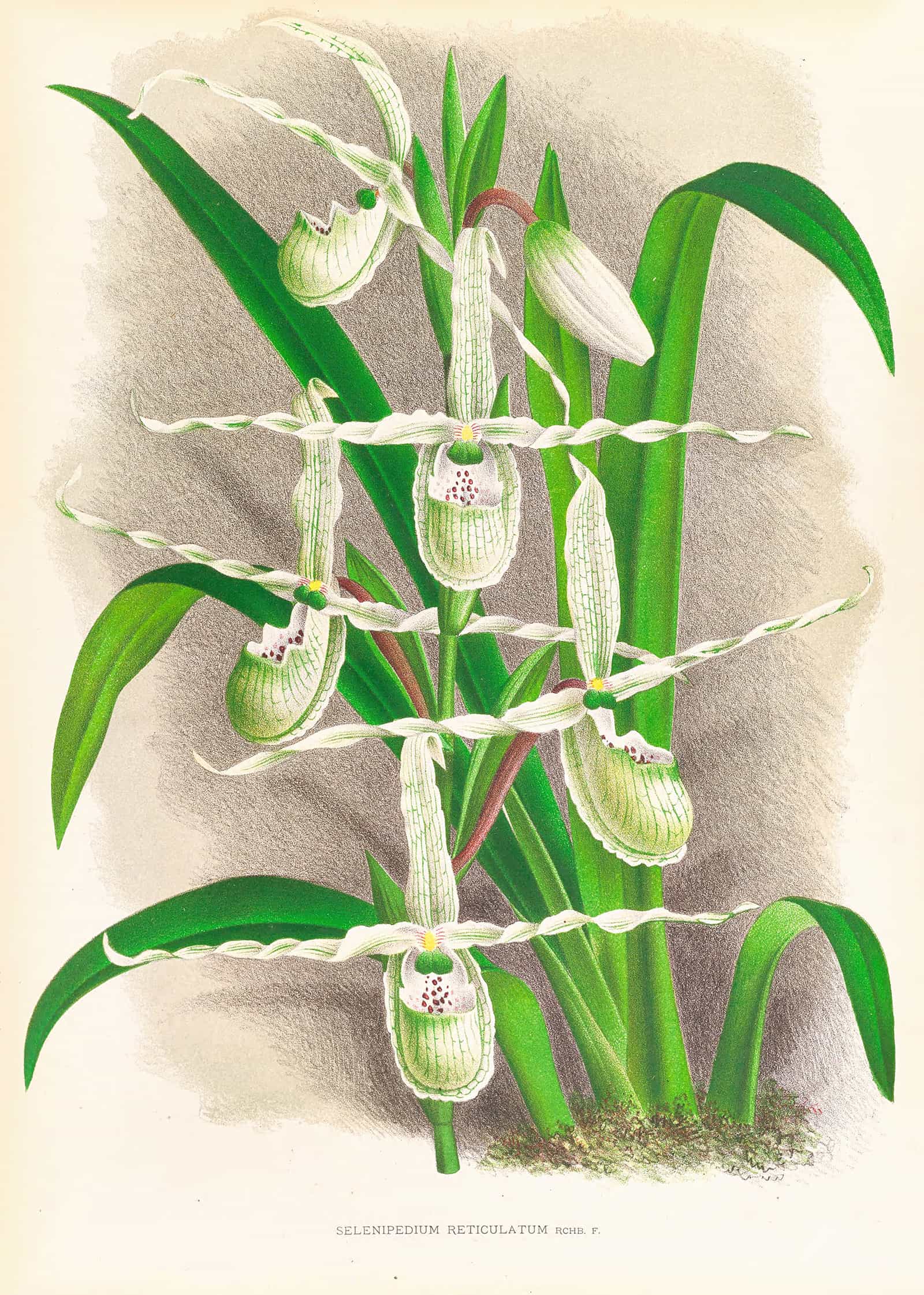 Selenipedium Reticulatum by Jean Jules Linden
