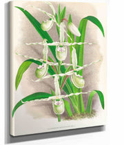 Selenipedium Reticulatum by Jean Jules Linden