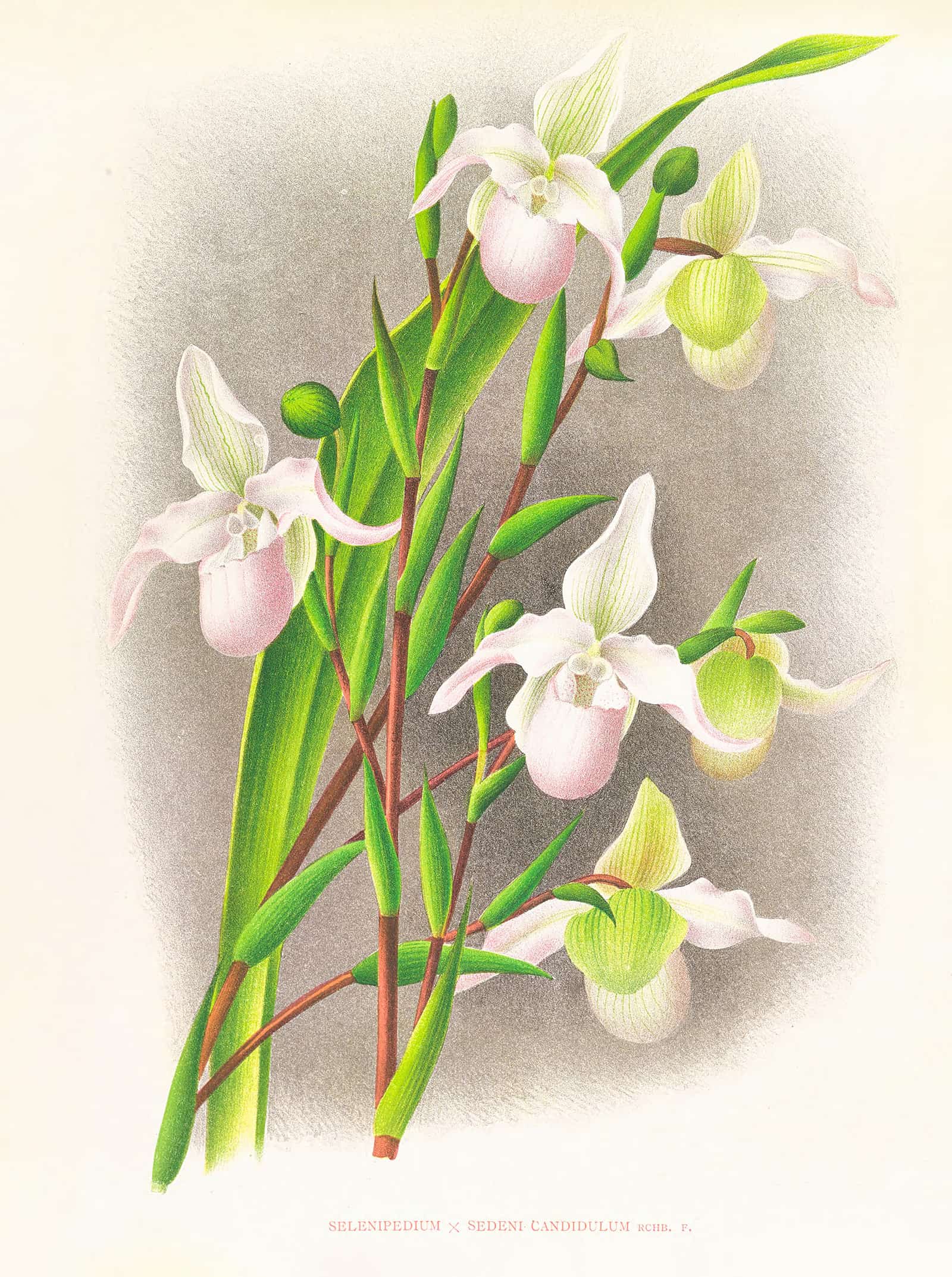 Selenipedium Sedeni Candidulum by Jean Jules Linden