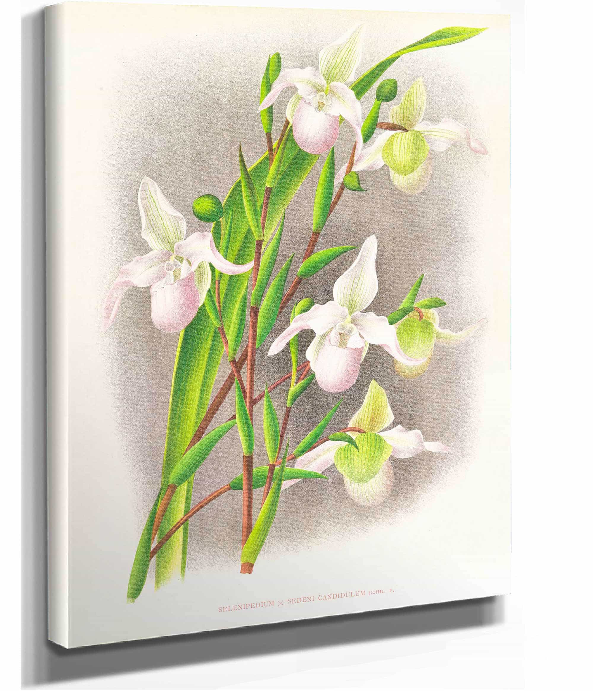 Selenipedium Sedeni Candidulum by Jean Jules Linden