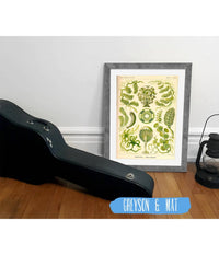 Siphoneae. - Riesen-Algetten