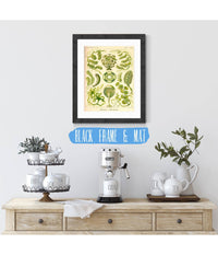 Siphoneae. - Riesen-Algetten