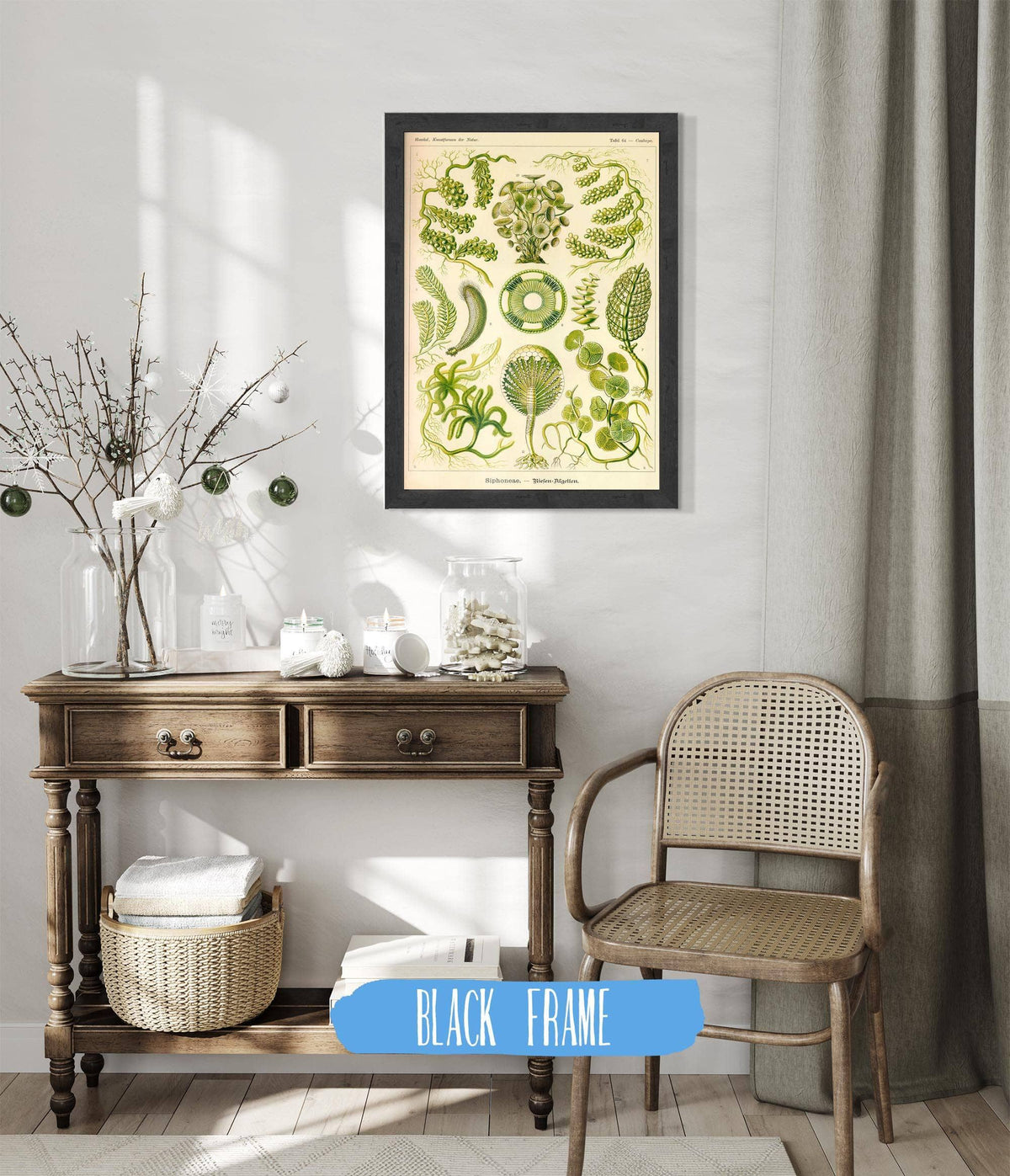 Siphoneae. - Riesen-Algetten