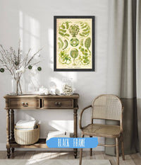 Siphoneae. - Riesen-Algetten