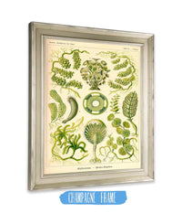 Siphoneae. - Riesen-Algetten