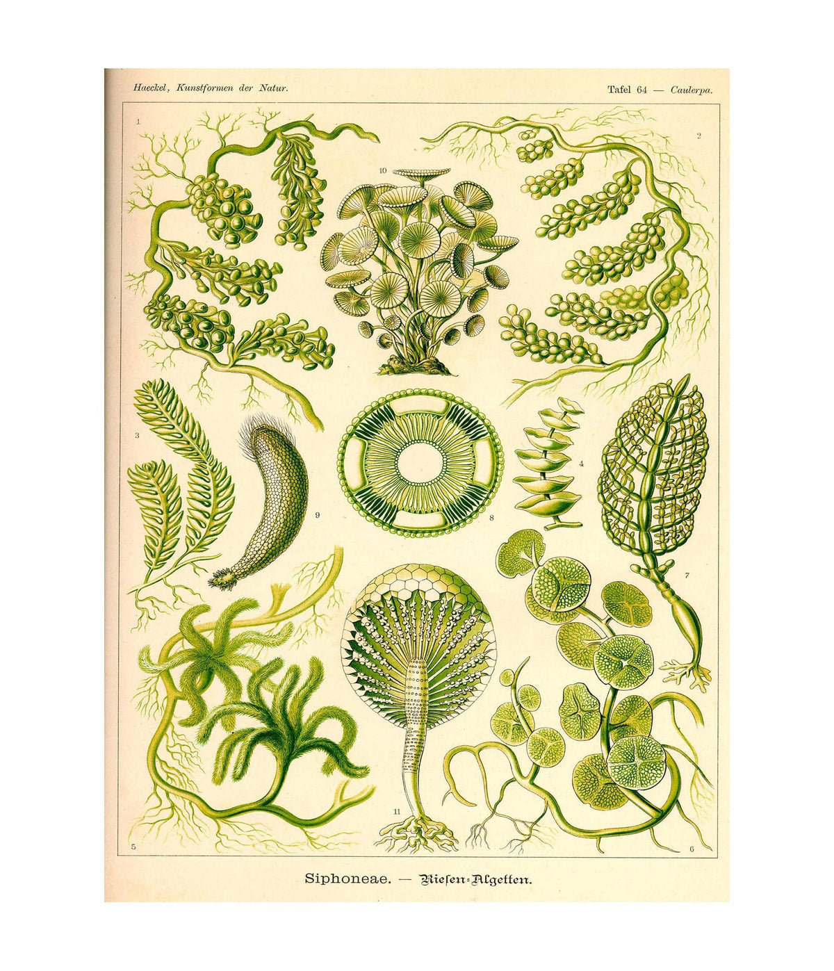 Siphoneae. - Riesen-Algetten