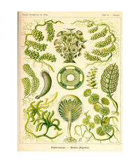 Siphoneae. - Riesen-Algetten