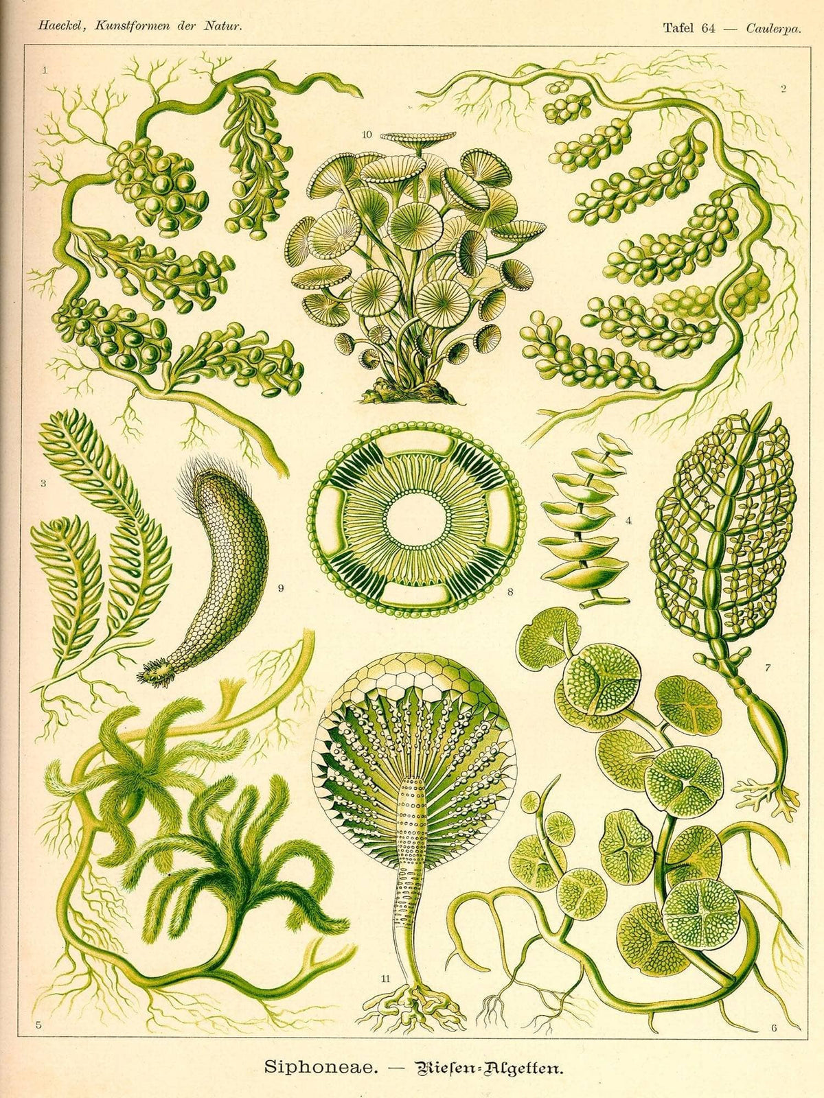 Siphoneae. - Riesen-Algetten