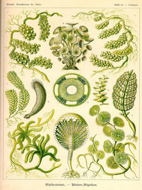 Siphoneae. - Riesen-Algetten