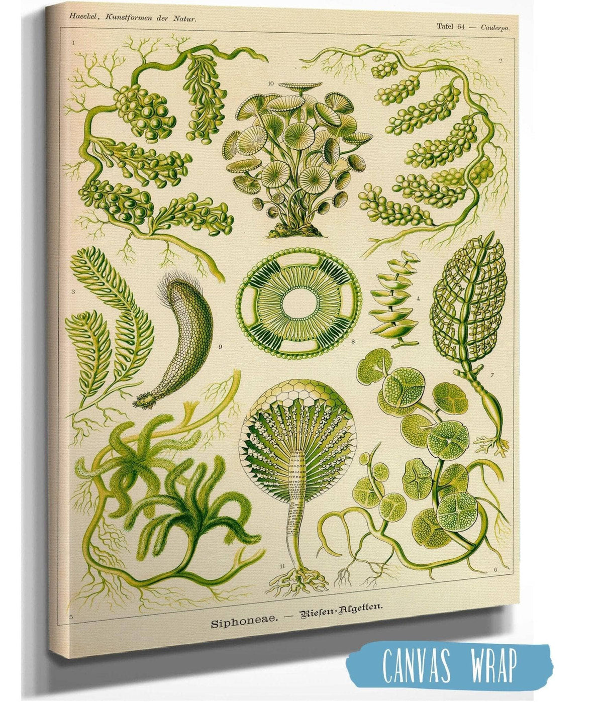 Siphoneae. - Riesen-Algetten