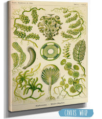 Siphoneae. - Riesen-Algetten