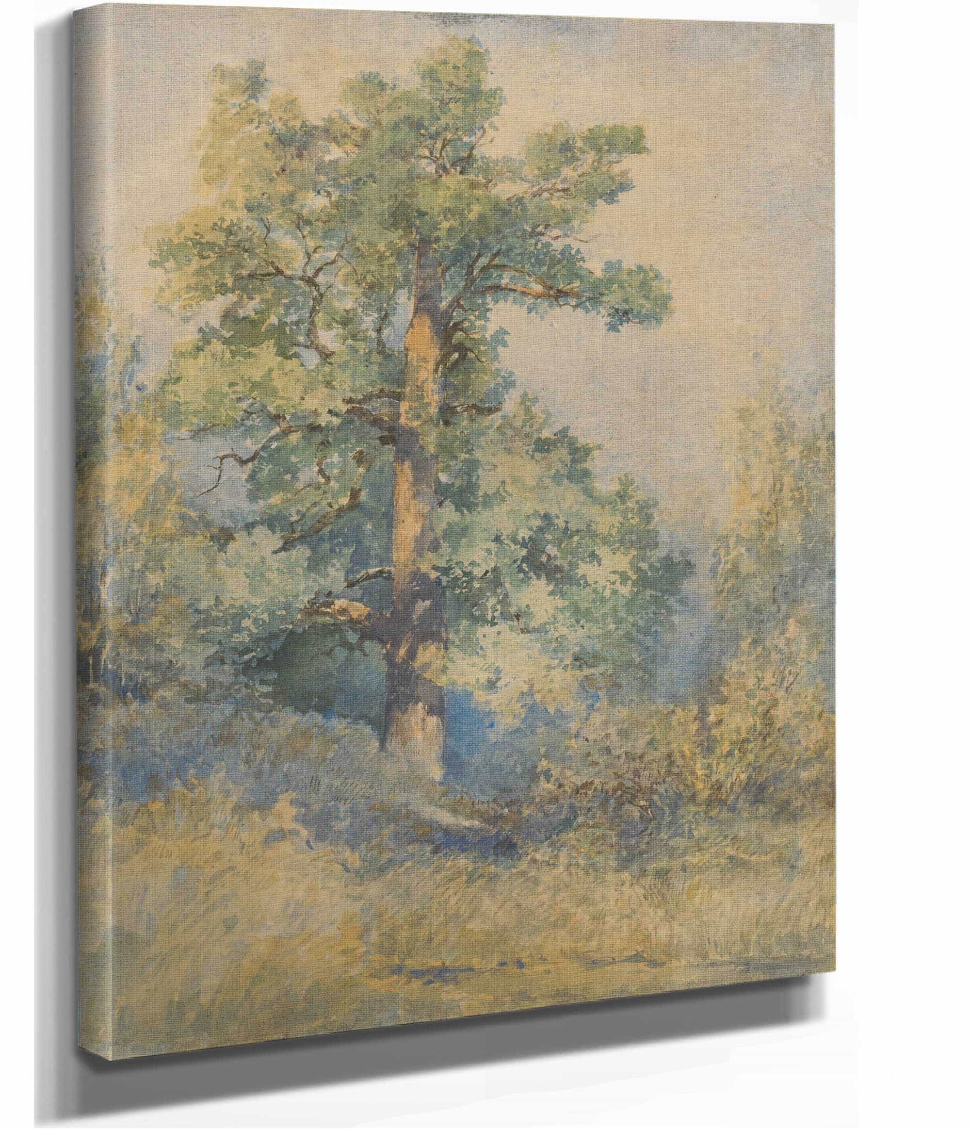 Sketch Of A Tree by Ladislav Mednyanszky