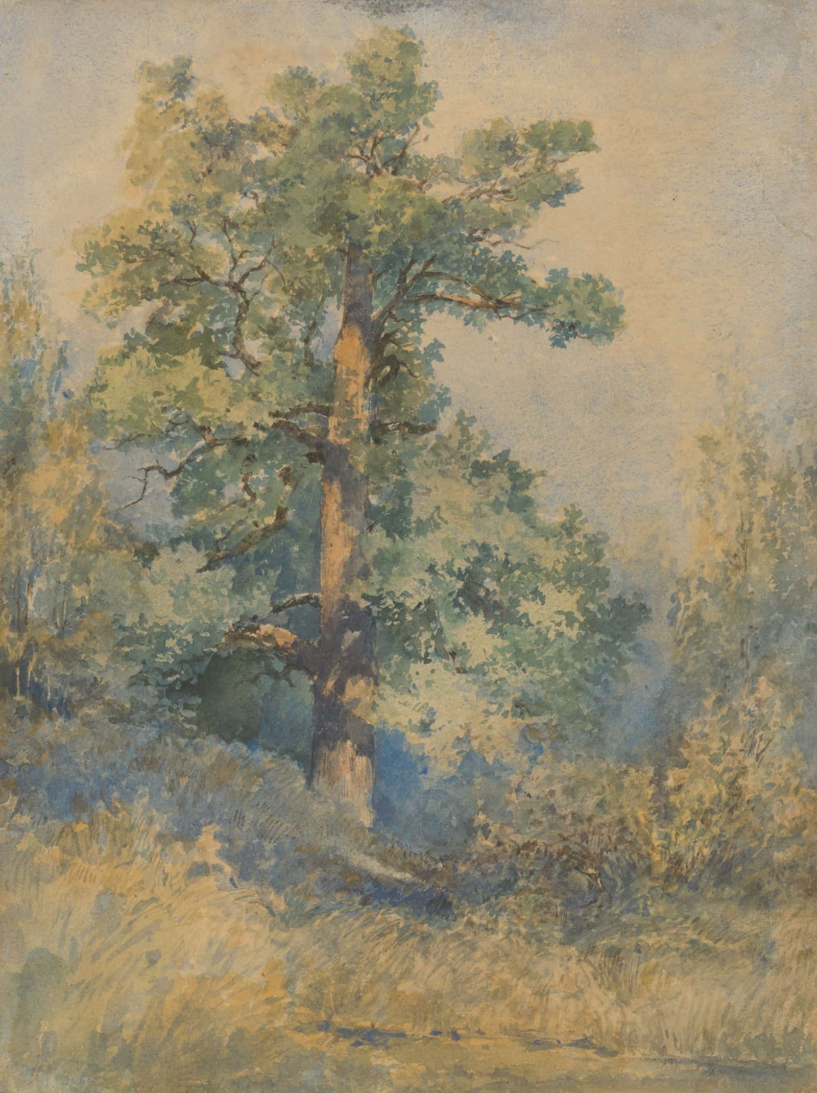 Sketch Of A Tree by Ladislav Mednyanszky