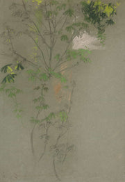 Sketch Of Leafing Tree Branches by Edwin Austin Abbey