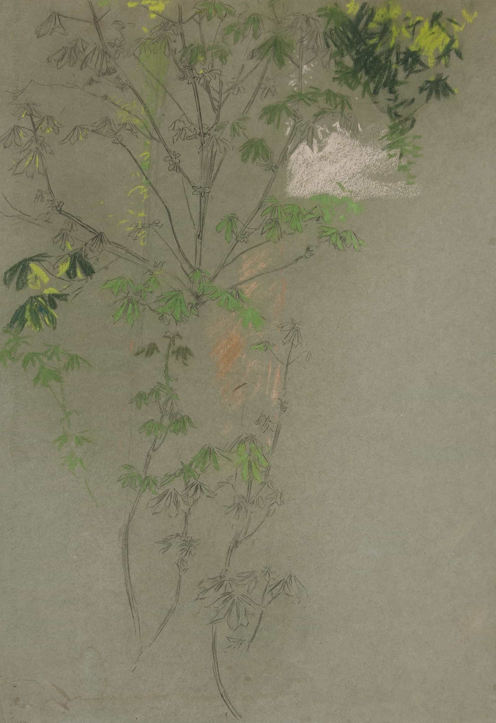 Sketch Of Leafing Tree Branches by Edwin Austin Abbey