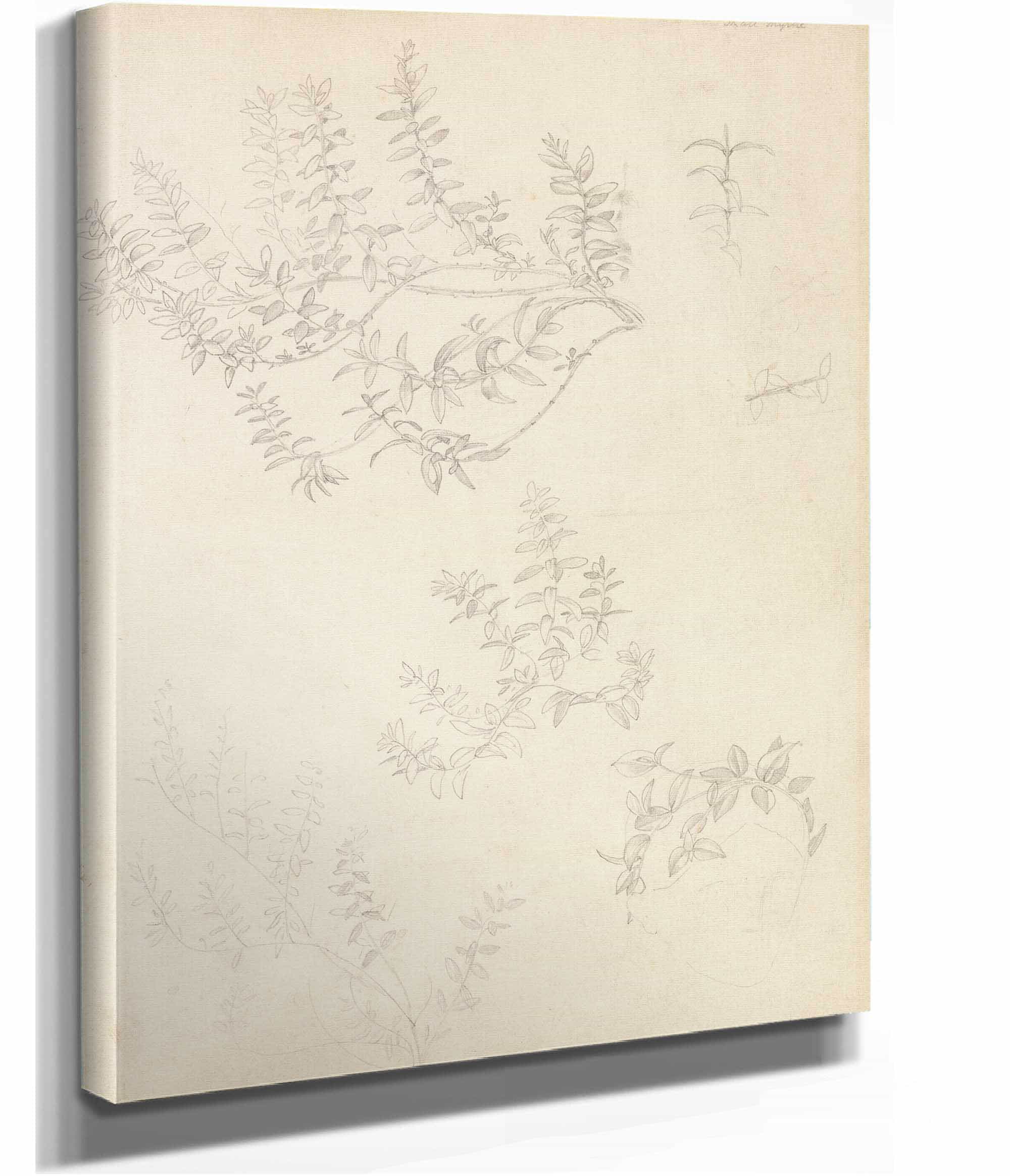 Sketches Of Myrtle And A Head Crowned With Myrtle by Sir Edward Coley Burne Jones