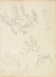 Sketches Of Myrtle And A Head Crowned With Myrtle by Sir Edward Coley Burne Jones