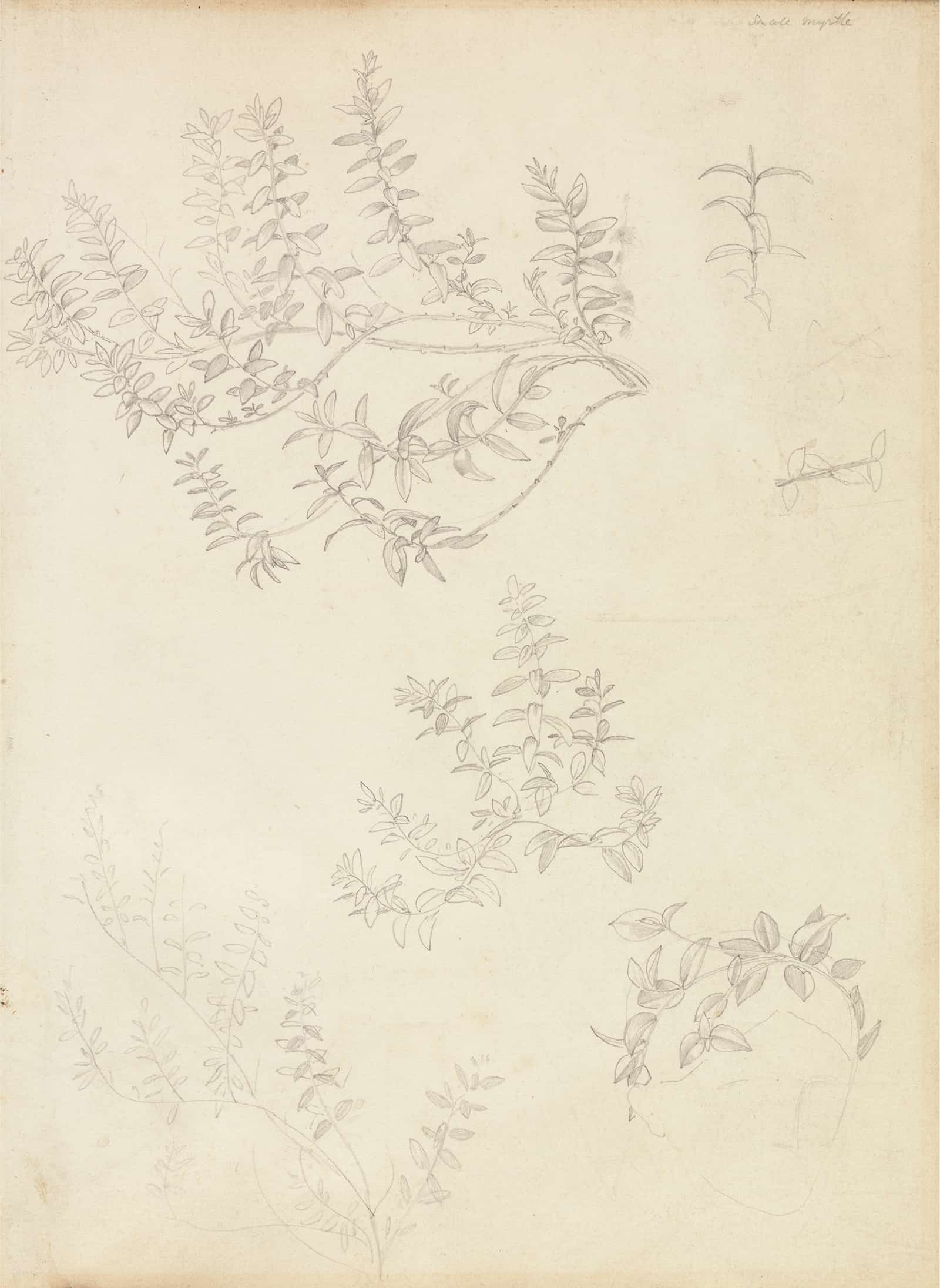 Sketches Of Myrtle And A Head Crowned With Myrtle by Sir Edward Coley Burne Jones