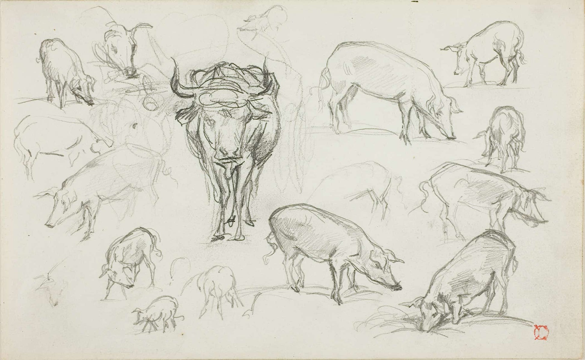 Sketches Of Swine And An Ox by Charles Francois Daubigny