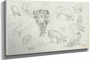 Sketches Of Swine And An Ox by Charles Francois Daubigny