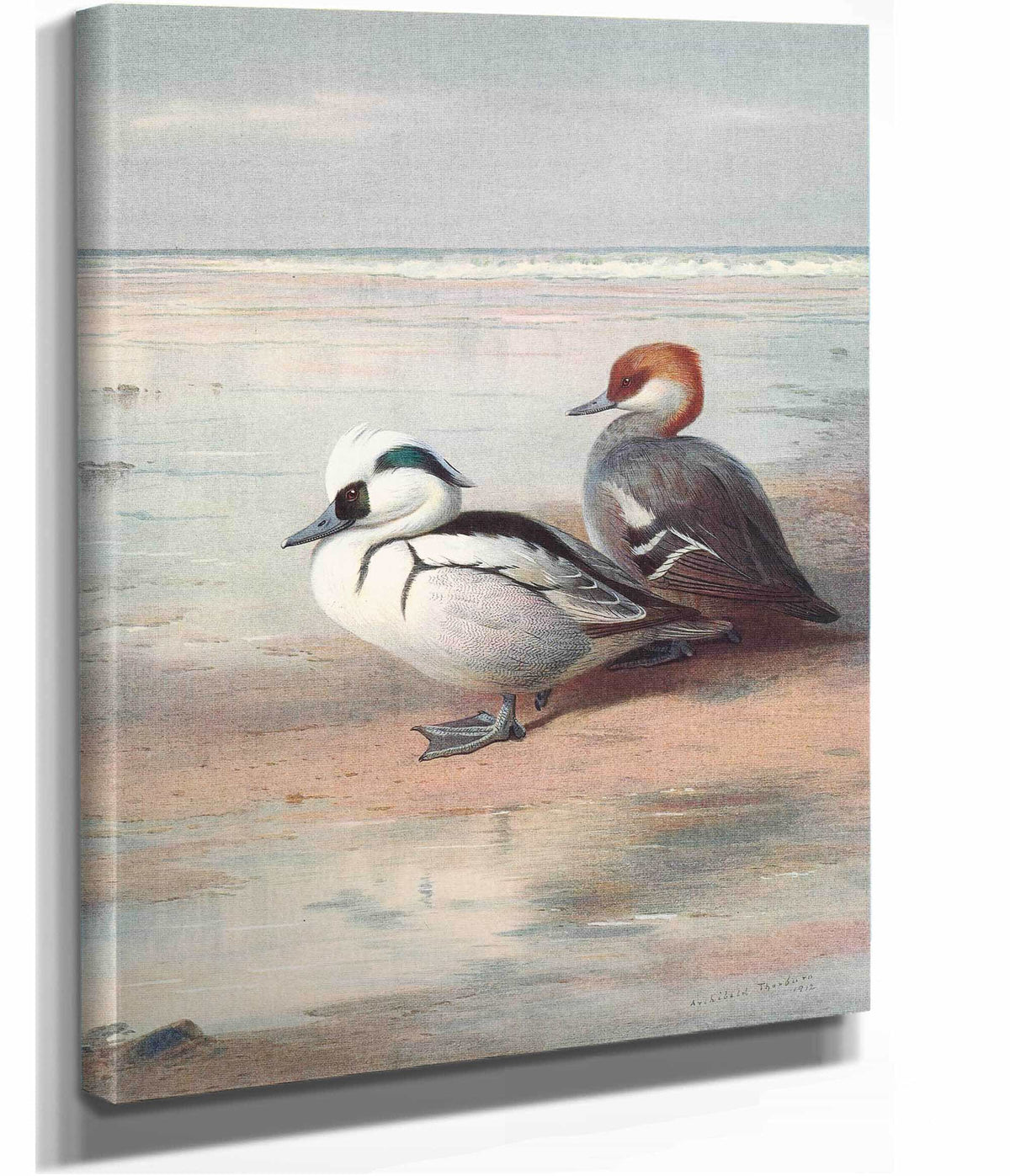 Smew by Archibald Thorburn