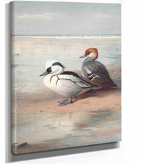 Smew by Archibald Thorburn