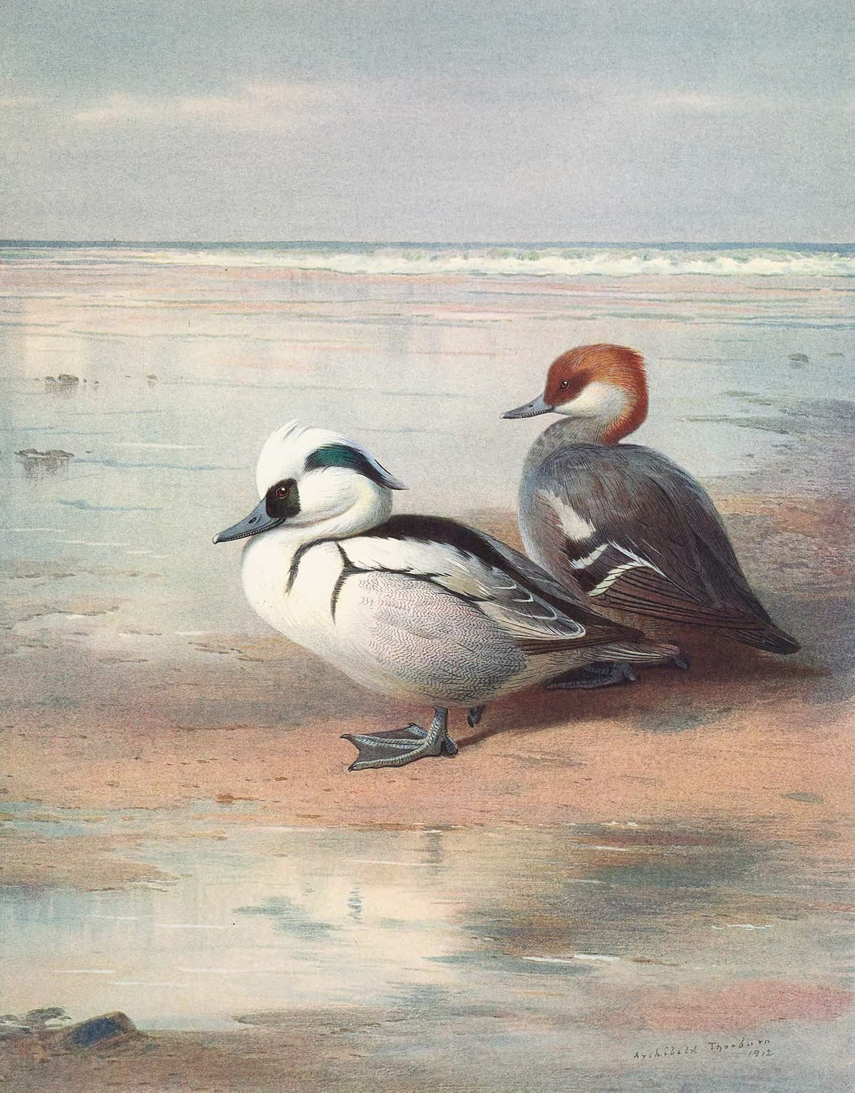 Smew by Archibald Thorburn