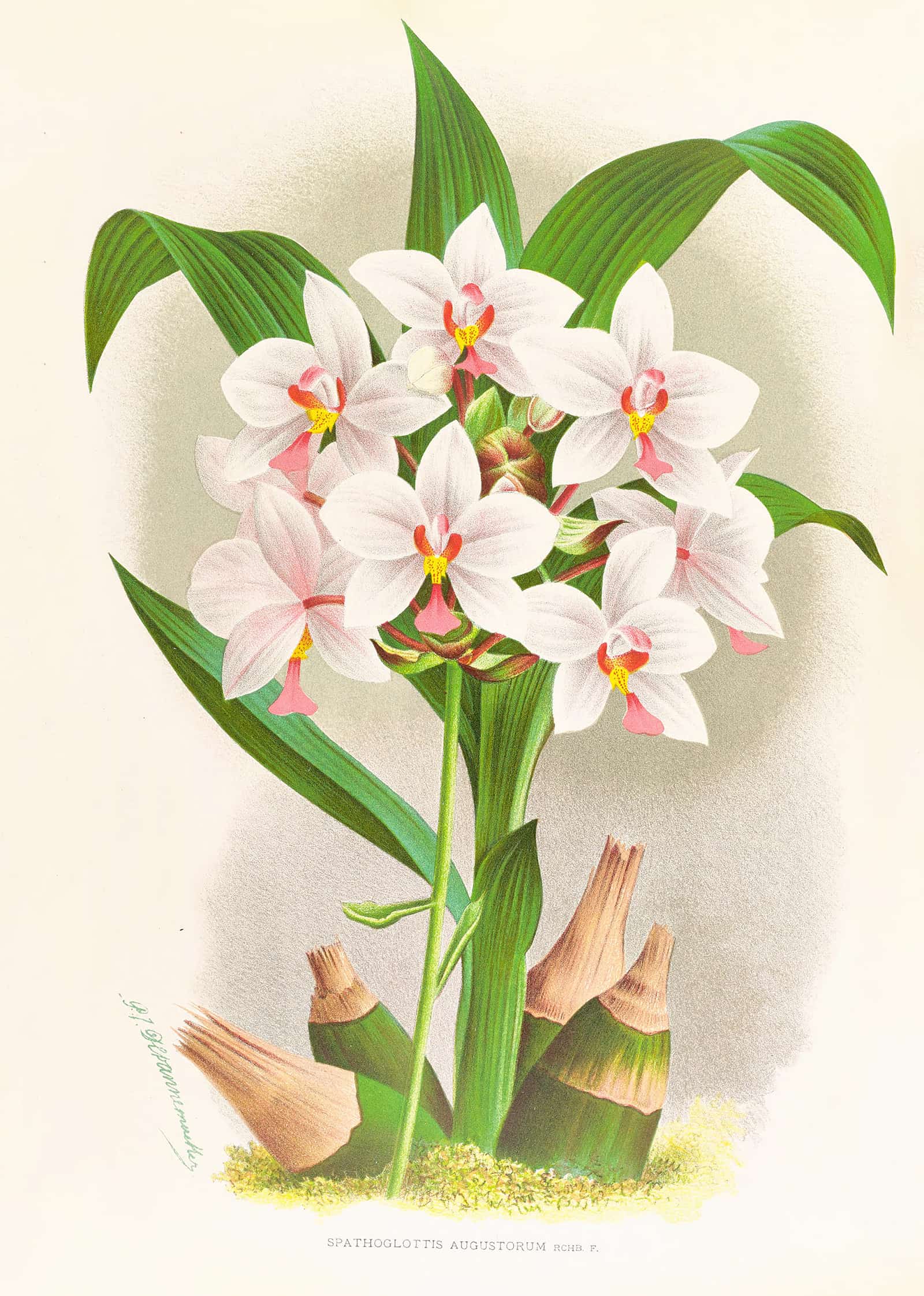 Spathoglottis Augustorum by Jean Jules Linden