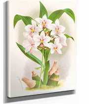 Spathoglottis Augustorum by Jean Jules Linden