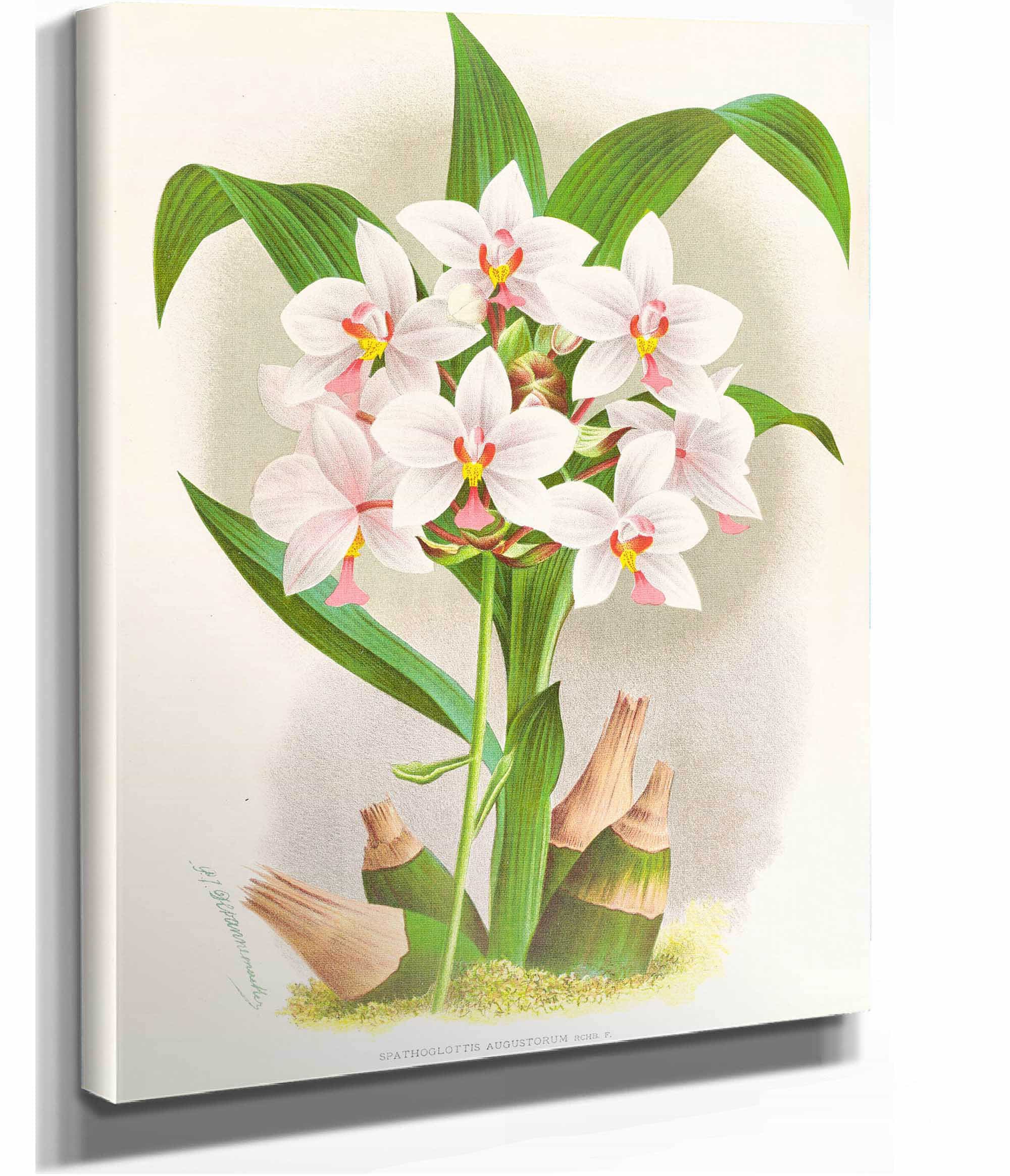 Spathoglottis Augustorum by Jean Jules Linden