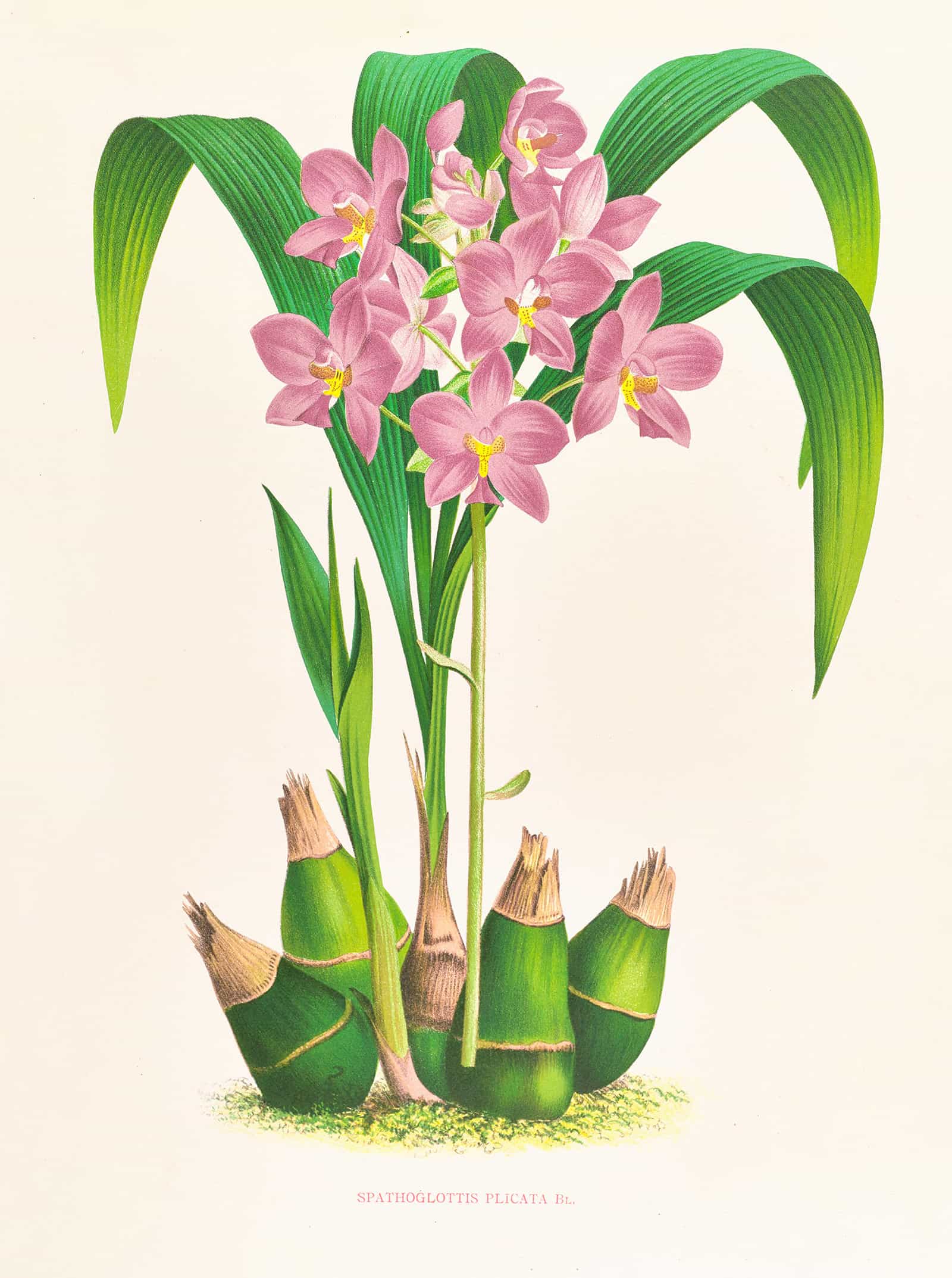 Spathoglottis Plicata by Jean Jules Linden